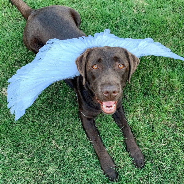 Feather Angel Wings Dog Halloween CostumeDoggyTopia