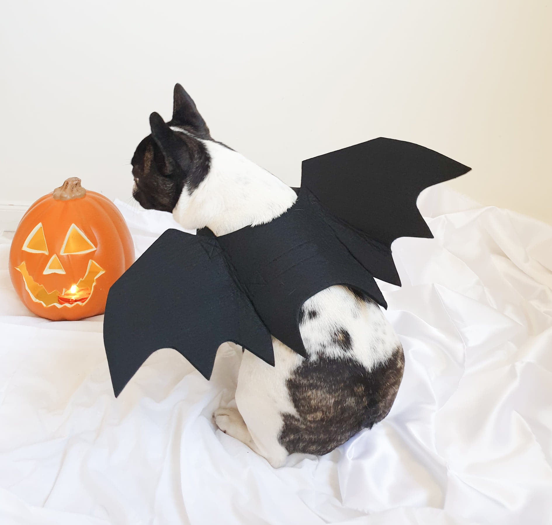 Bat Wings Dog Halloween CostumeDoggyTopia