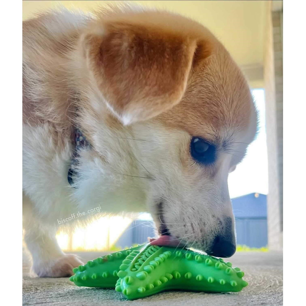 Enrichment Starfish Squeaker Dog Toy