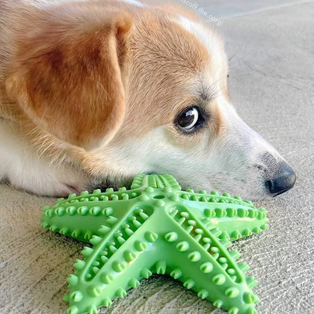 Enrichment Starfish Squeaker Dog Toy
