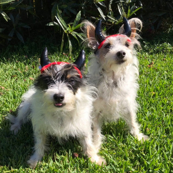 Devil Horns Dog Halloween Costume HeadpieceDoggyTopia