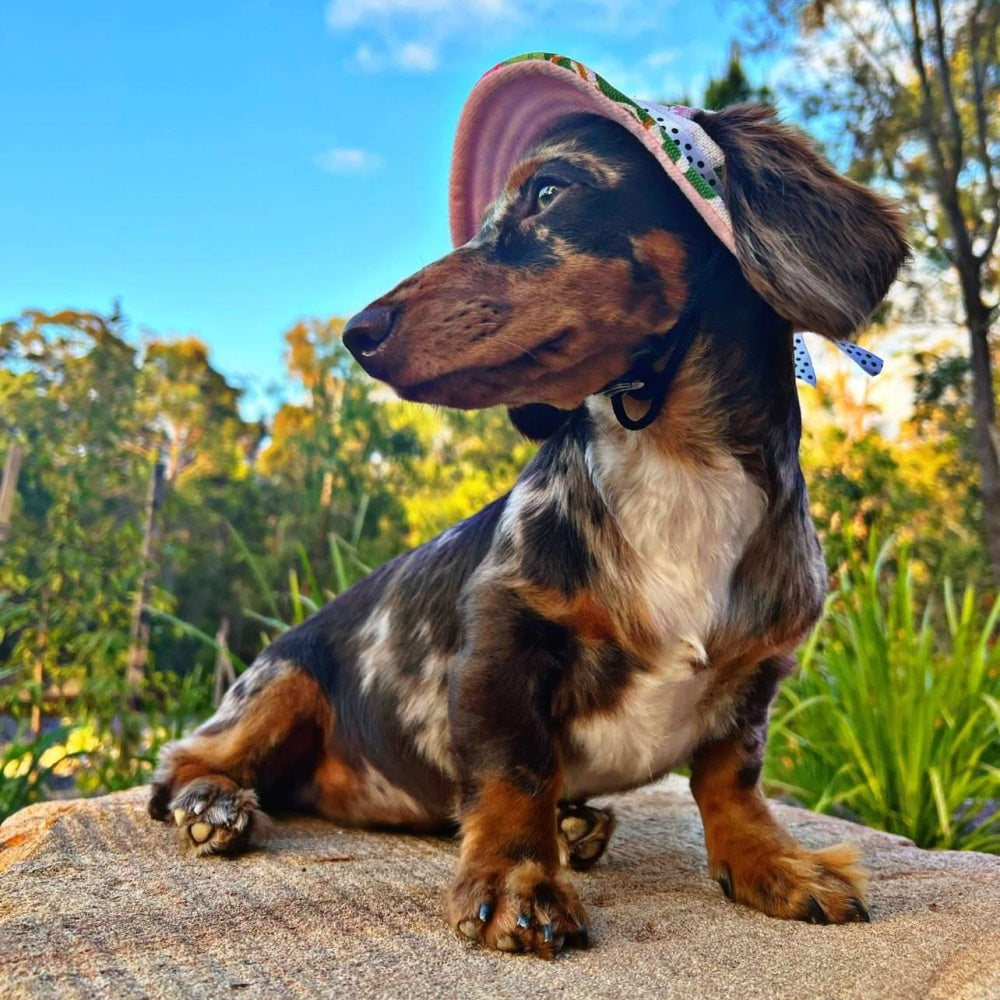 Full Brim Dog Sun Hat Floral