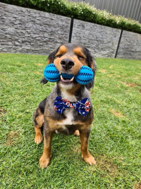 Dumbbell Dog Dental ToyDoggyTopia