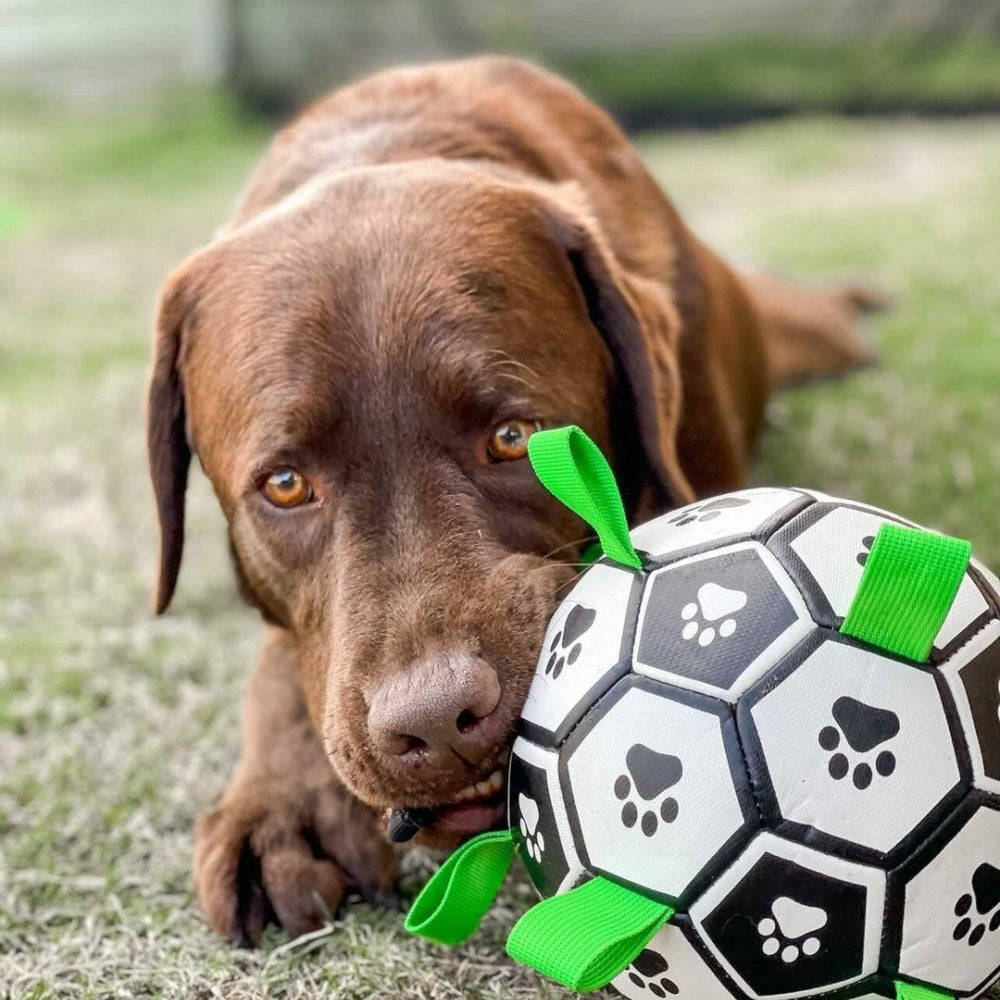 Interactive Dog Soccer Ball With Grab Tabs DoggyTopia
