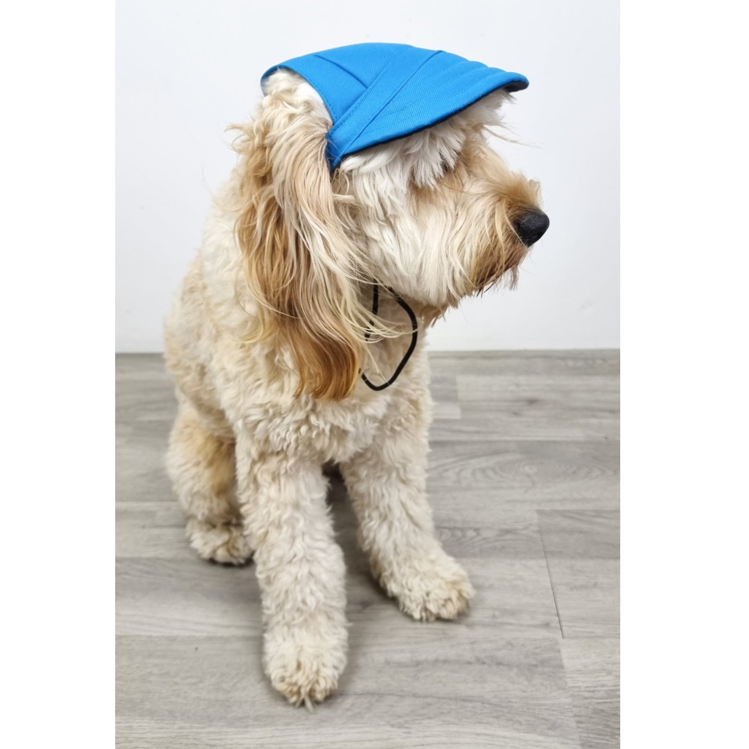 Dog Cap - Blue