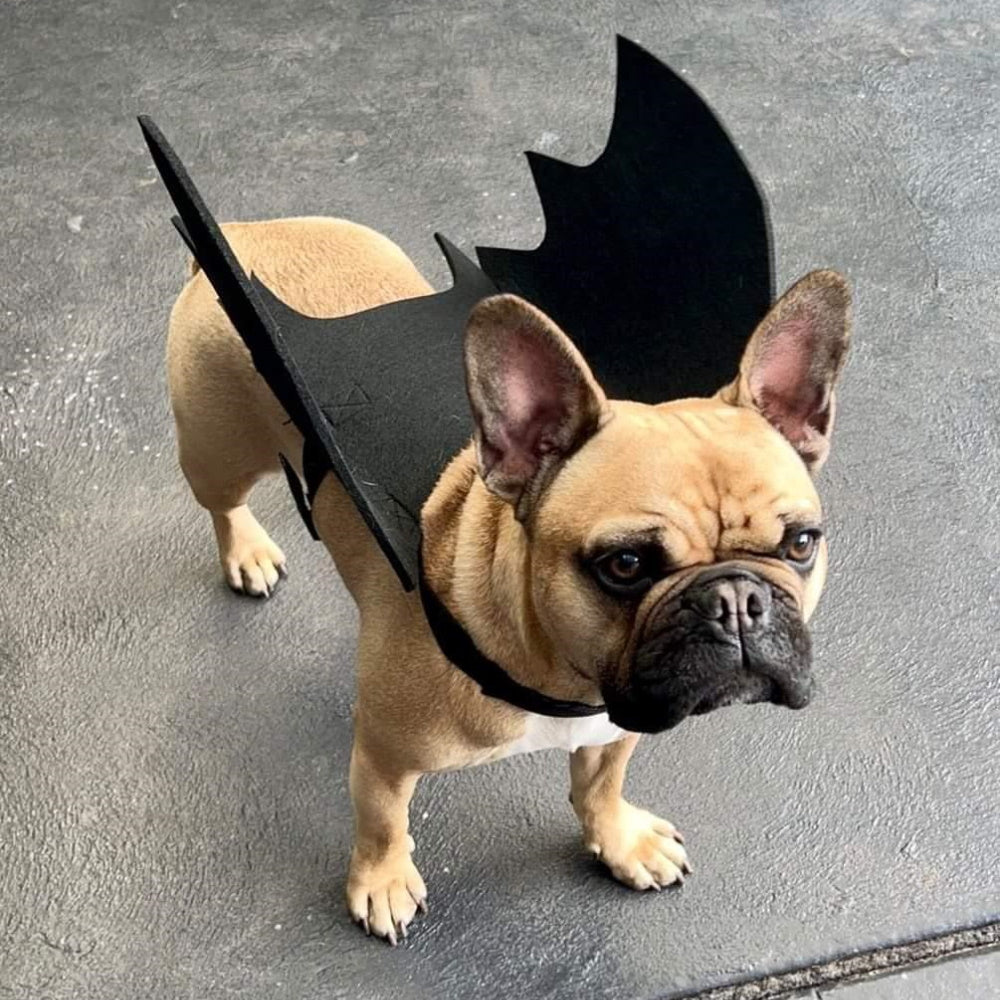 Bat Wings Dog Halloween CostumeDoggyTopia