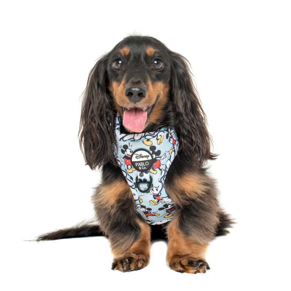 DoggyTopia