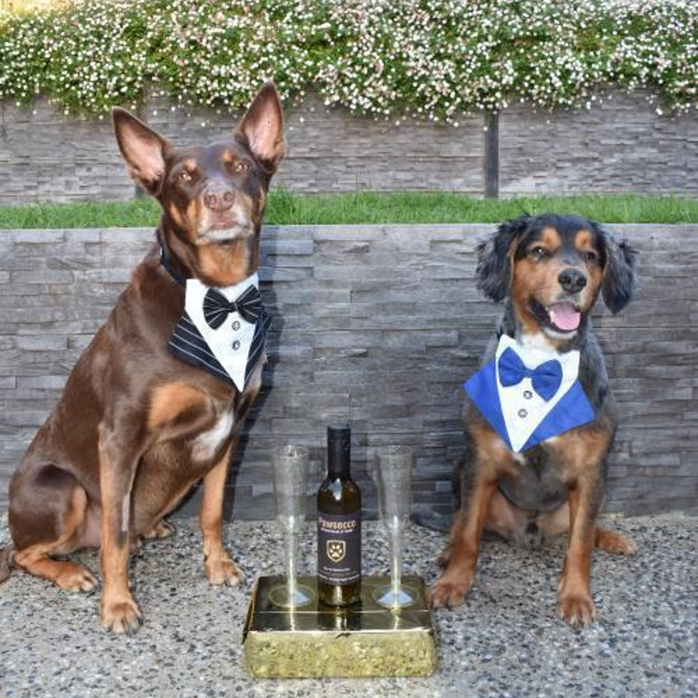 Tuxedo Dog Bandana Blue DoggyTopia DoggyTopia