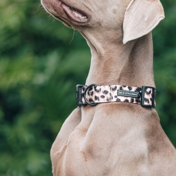 Big & Little Dogs Luxurious Leopard Collar & Bow Tie - Collar & Bow Ties from Big & Little Dogs at DoggyTopia