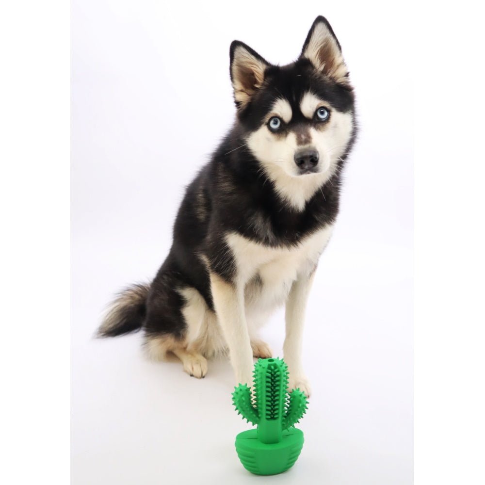 Cactus Dental Enrichment Toy - Enrichment Toys from . at DoggyTopia