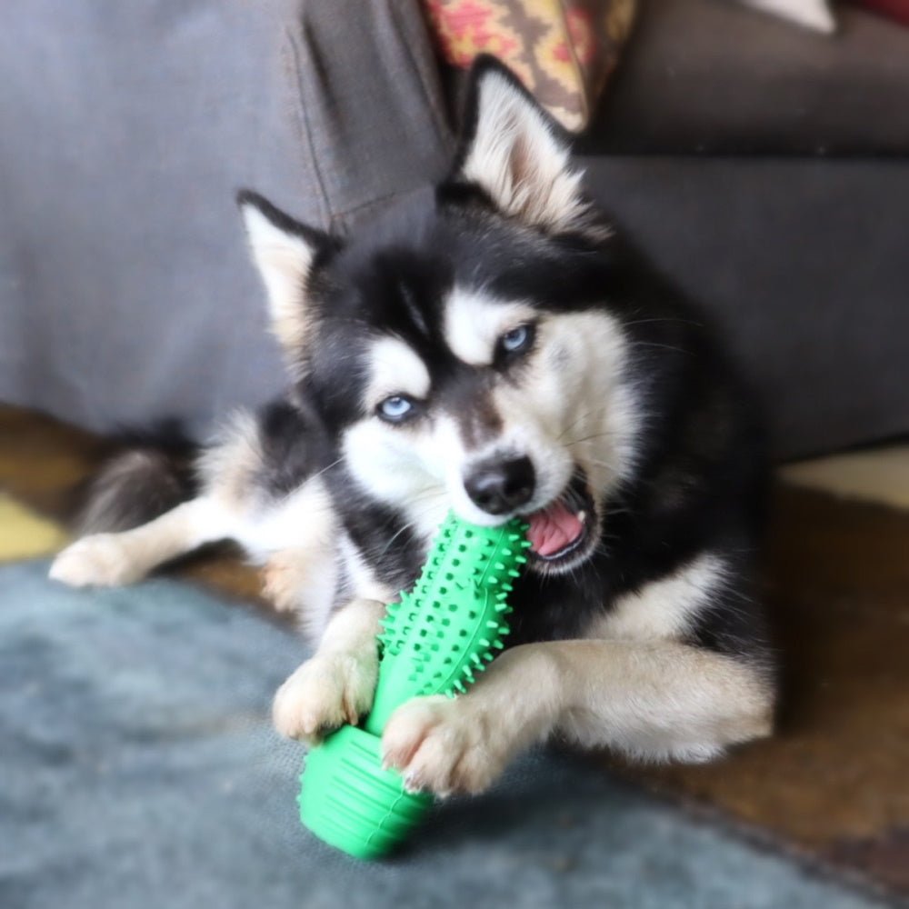 Cactus Dental Enrichment Toy - Enrichment Toys from . at DoggyTopia