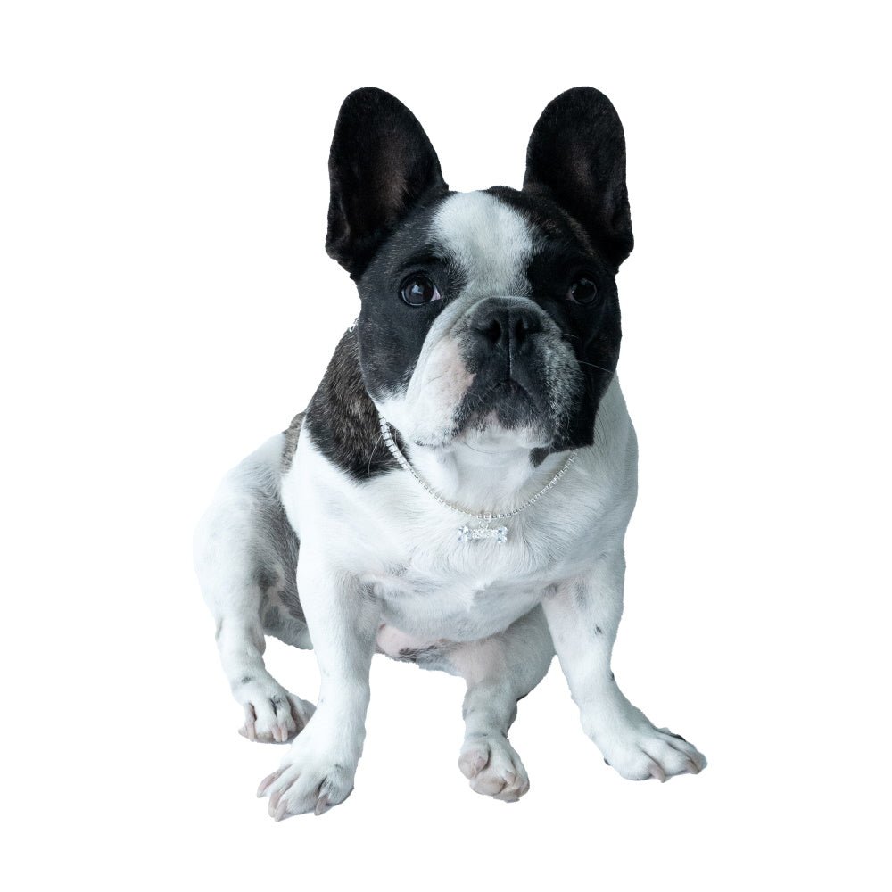Diamante Bone Dog Necklace - Dog Necklaces from Sale at DoggyTopia