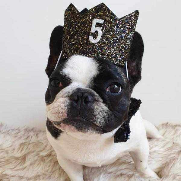 Dog Birthday Crown & Bow Tie CollarDoggyTopia