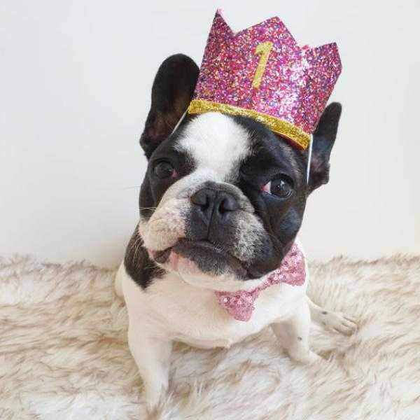 Dog Birthday Crown & Bow Tie CollarDoggyTopia