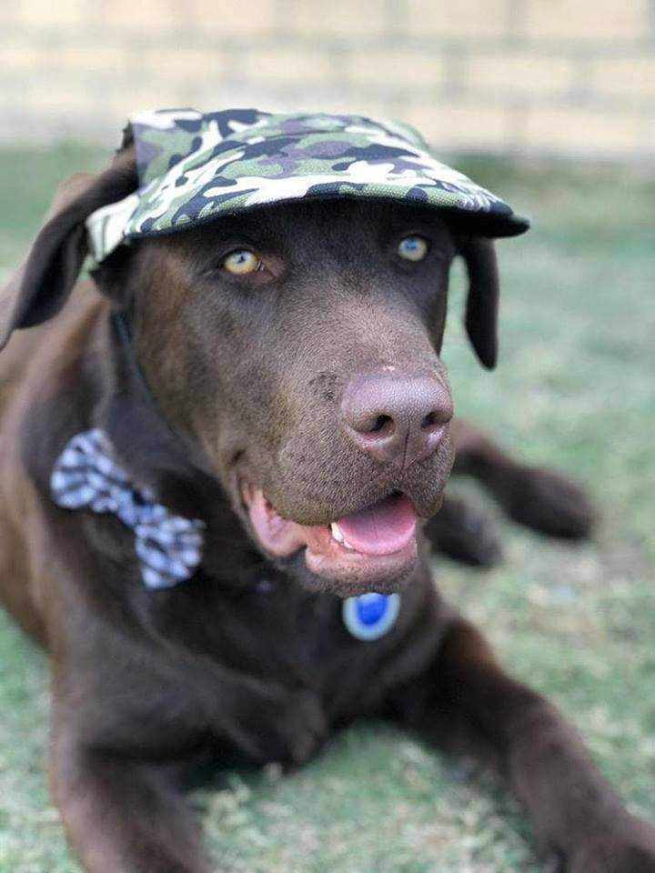 Dog Hat CamouflageDoggyTopia