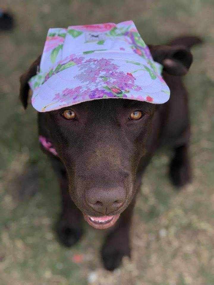 Dog Hat FloralDoggyTopia