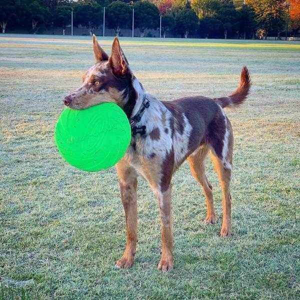 Dog-O-Soar Dog FrisbeeDoggyTopia