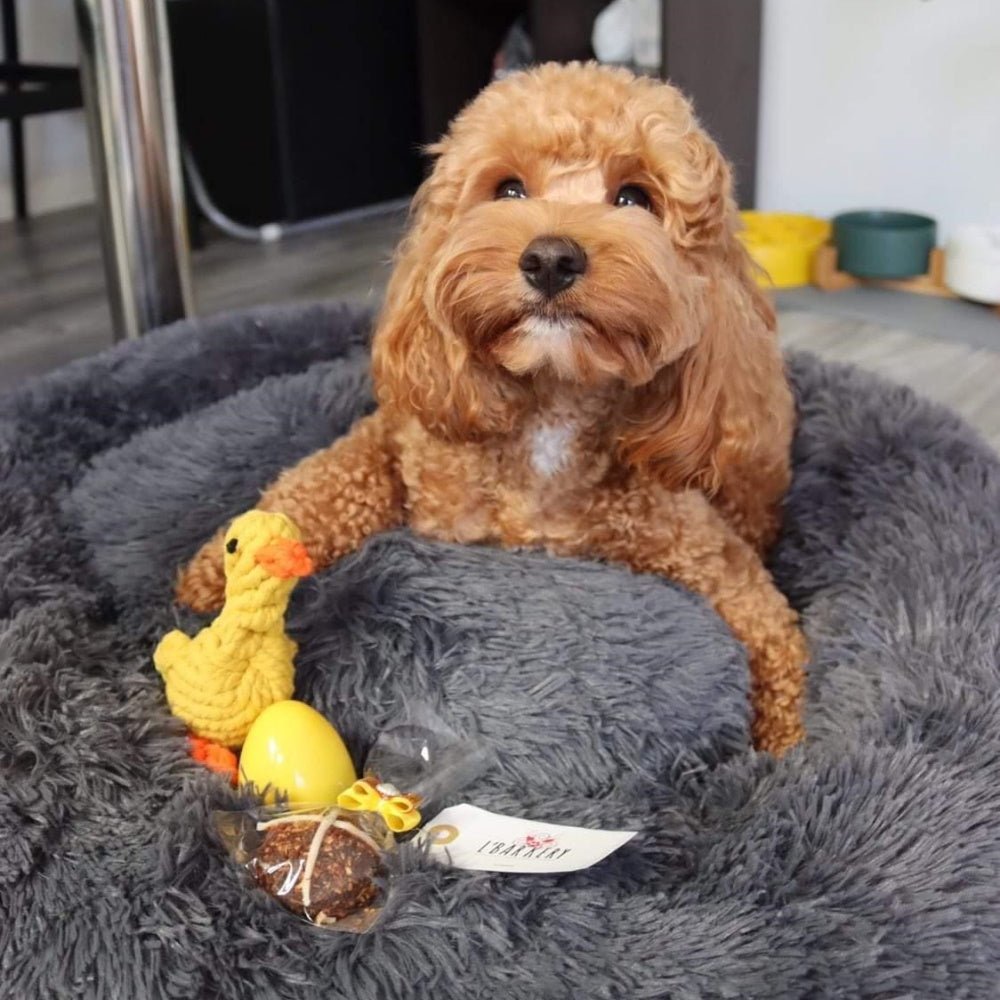 Duck Rope Dog Toy - Rope Toys from . at DoggyTopia