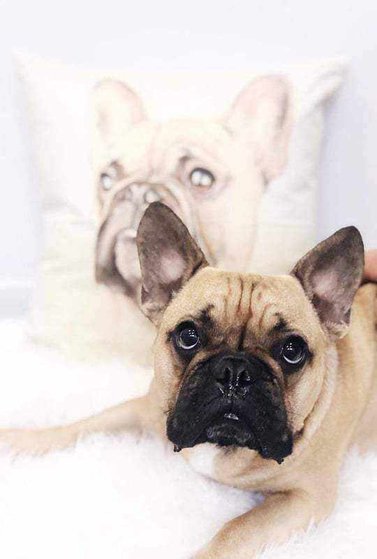 Fawn French Bulldog Throw Cushion - Cushions from . at DoggyTopia