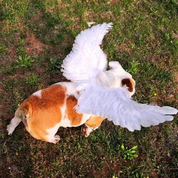 Feather Angel Wings Dog Halloween CostumeDoggyTopia