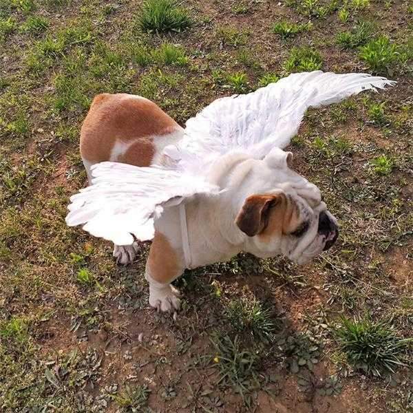 Feather Angel Wings Dog Halloween CostumeDoggyTopia