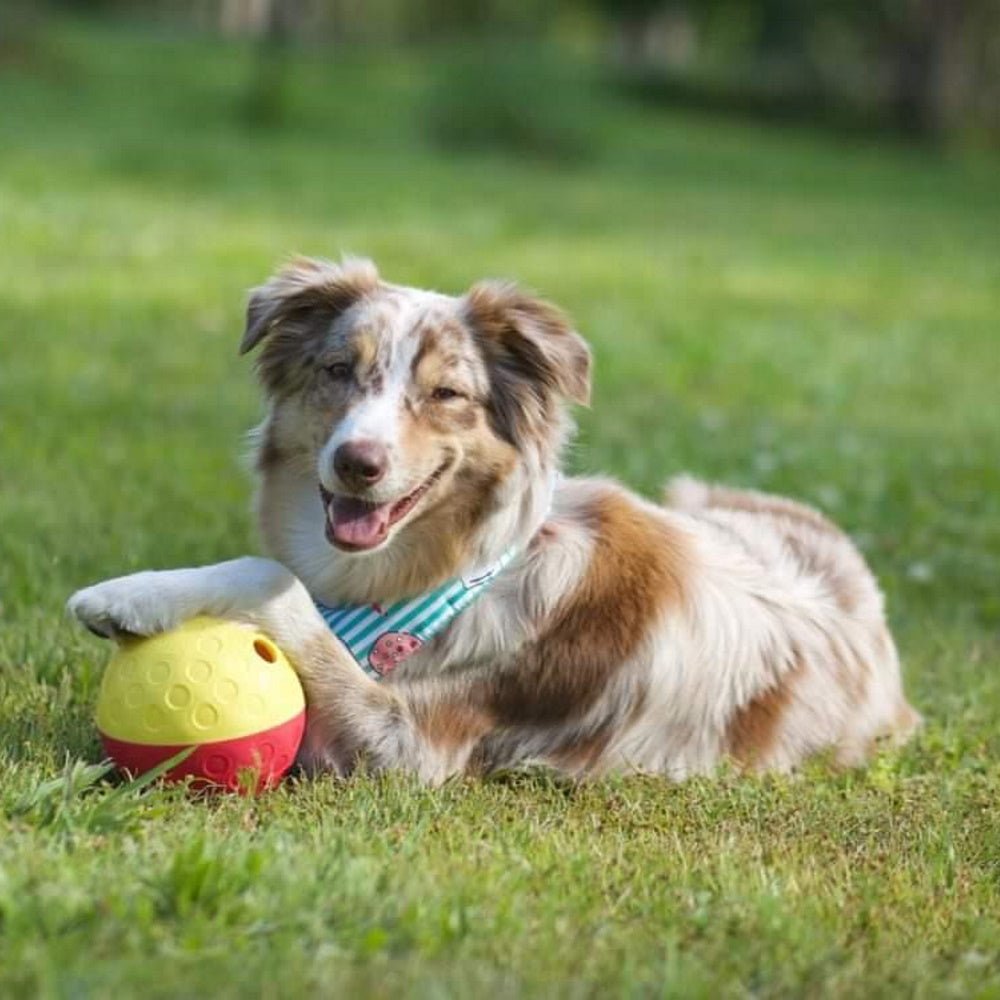 Nina Ottosson - Treat Tumble - Puzzles from Nina Ottosson at DoggyTopia