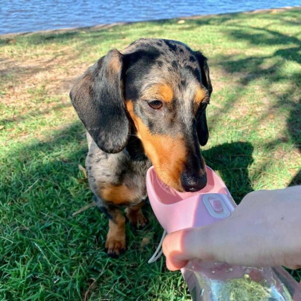 On - The - Go Water & Snack Bottle - Travel Bottles from . at DoggyTopia