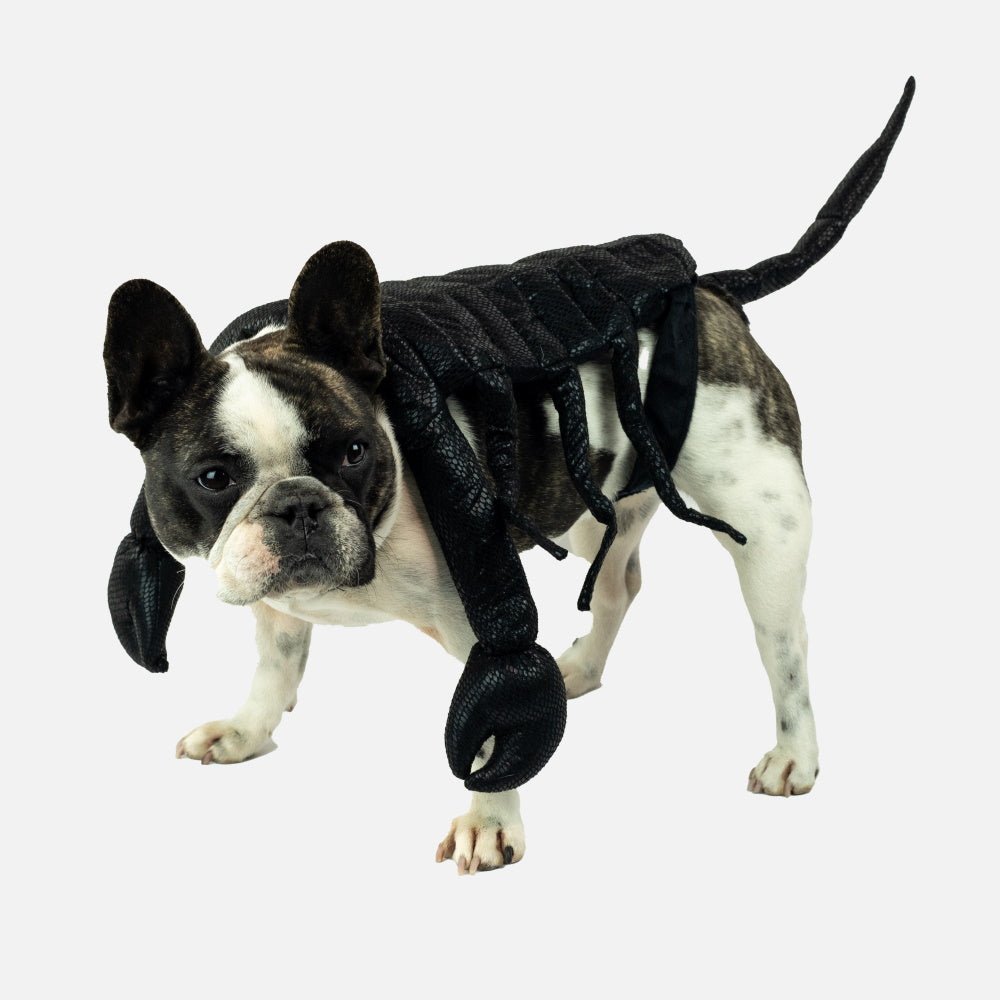 Scorpion Dog Costume - Costumes from Sale at DoggyTopia